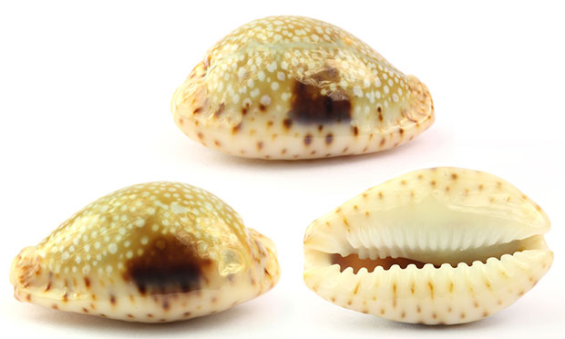 Graph 1: Three Cowrie Shells