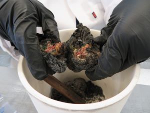 Gloved hands holding a lump of burnt banknotes over a white bucket containing black ash.