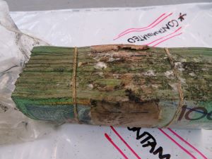 A bundle of tied $100 green banknotes with black and white mould on the edges. The notes facing the outside of the stack has mould in the centre.